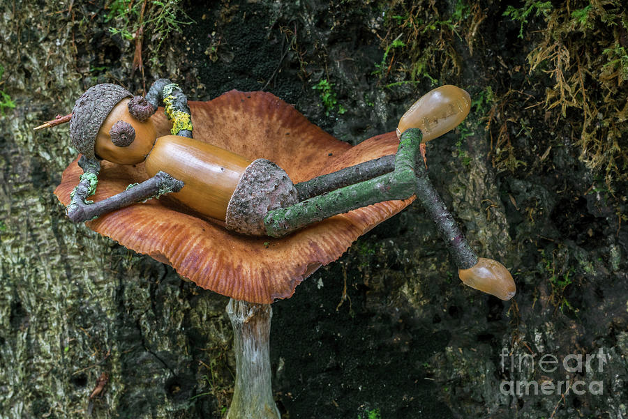 Lazy Acorn Man on Mushroom Photograph by Arterra Picture Library