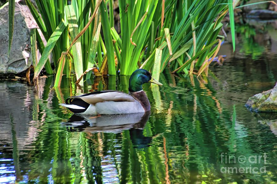 Lazy Afternoon Photograph by Diana Mary Sharpton