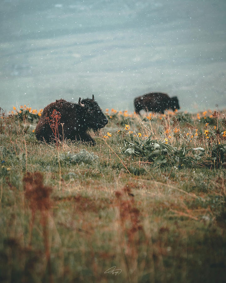 Lazy Bison Photograph by William Boggs