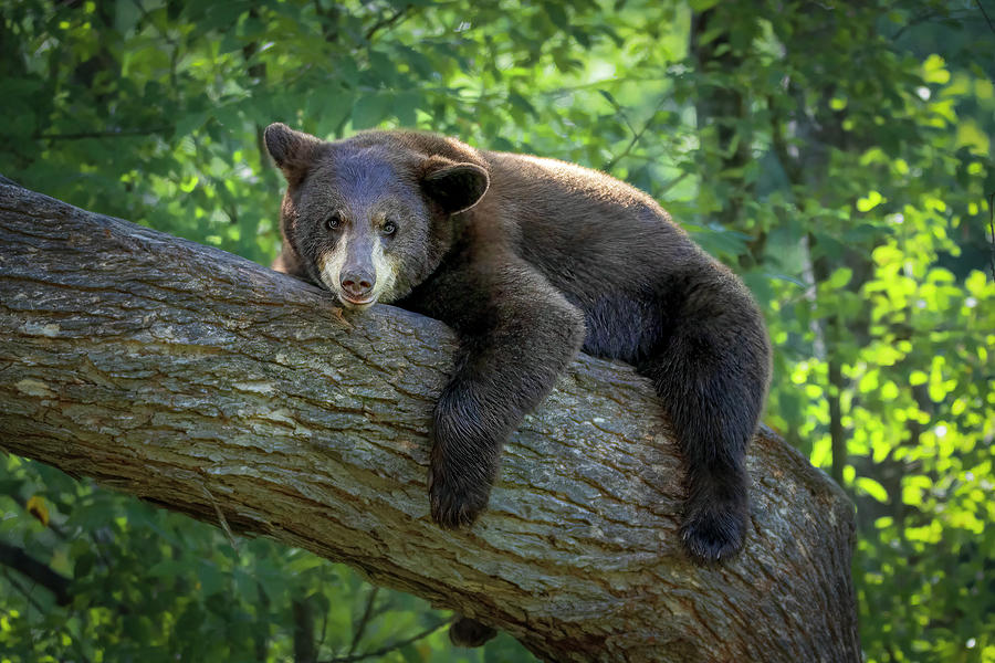 Lazy Black Bear Photograph by Patti Deters