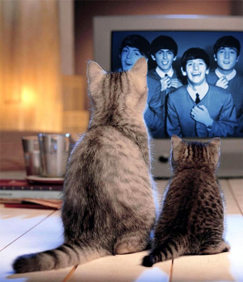 Lazy Cat Afternoon With The Beatles Mixed Media by Teresa Trotter