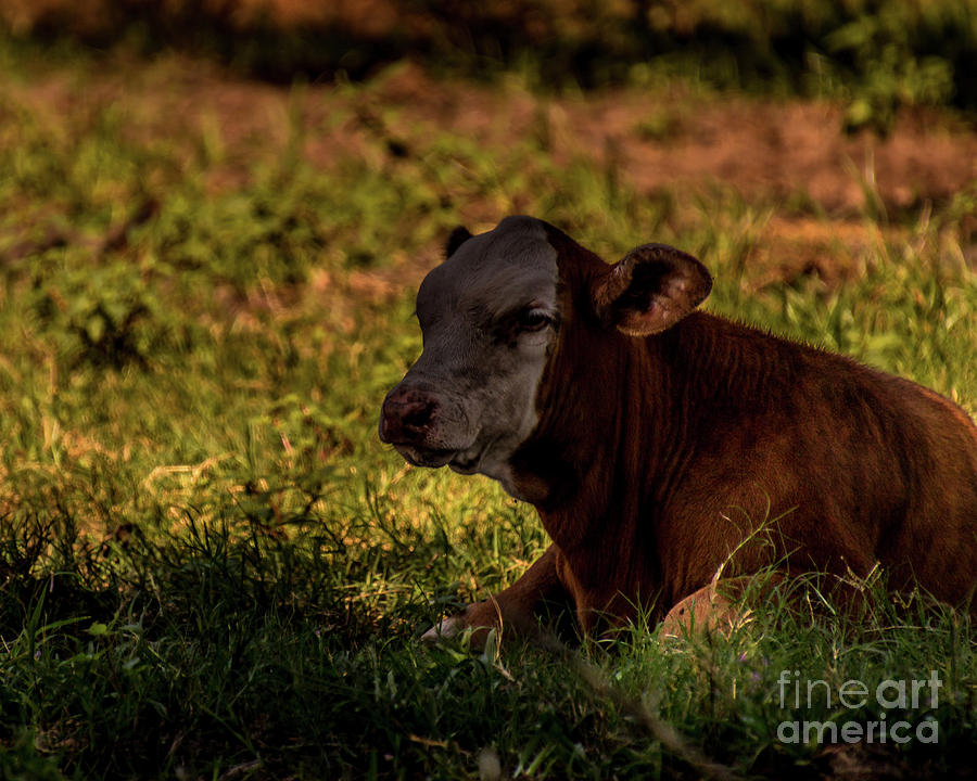 Lazy Cow Center Hill Florida Photograph by Philip And Robbie Bracco