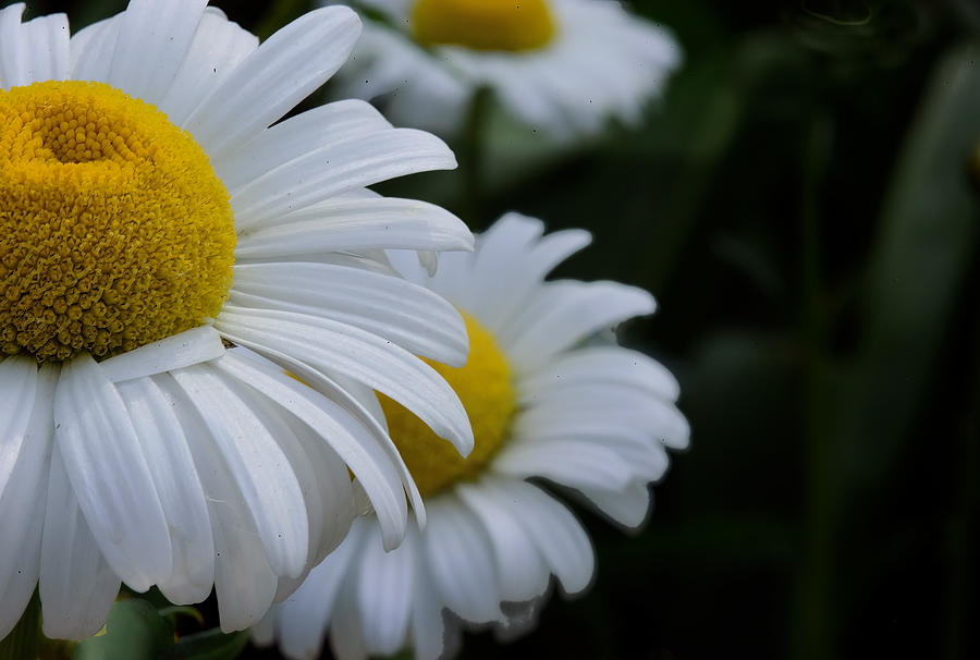 Lazy Daisies Photograph by Jim Signorelli