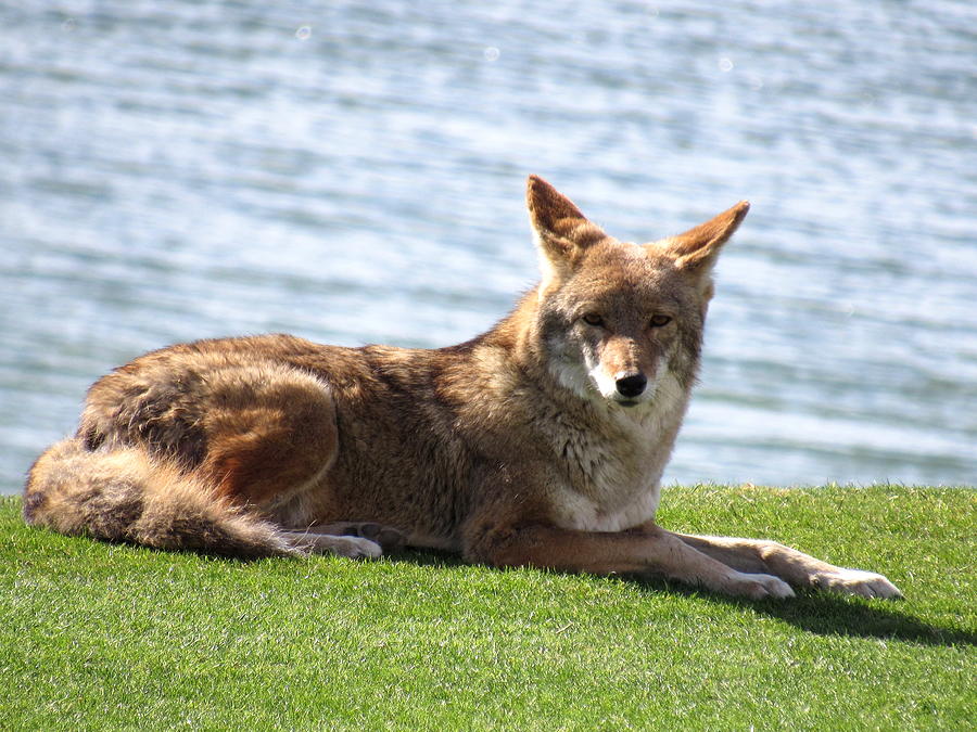 Lazy Day Coyote Photograph by Adrienne Wilson