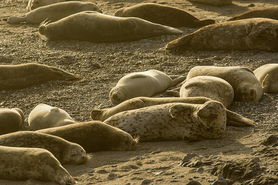 Lazy day harbor seals Photograph by Mike Fusaro