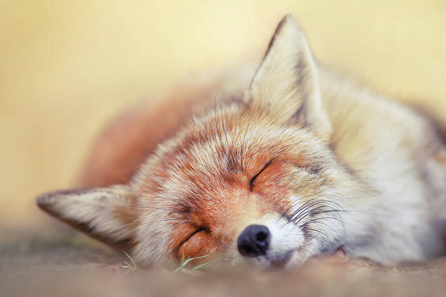 Animal Photograph - Lazy Fox Series - Sleepiest Fox by Roeselien Raimond