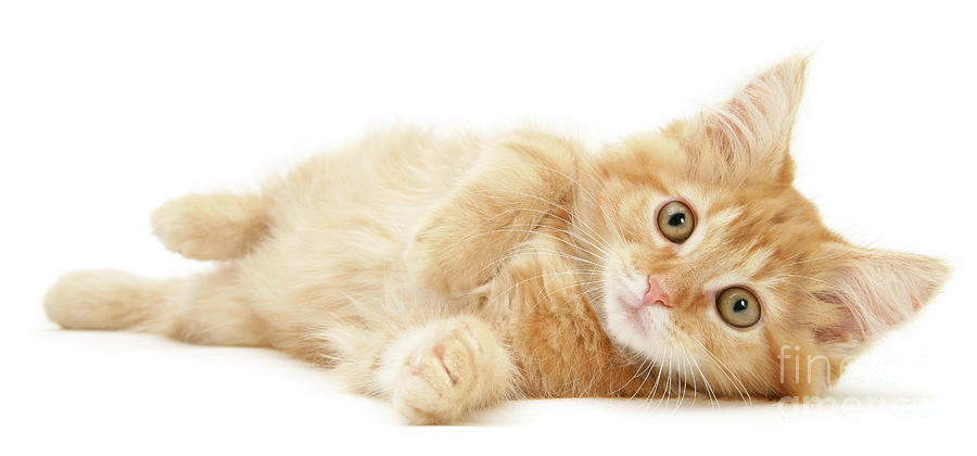 Lazy Ginger Maine Coon kitten lying on its side Photograph by Warren Photographic