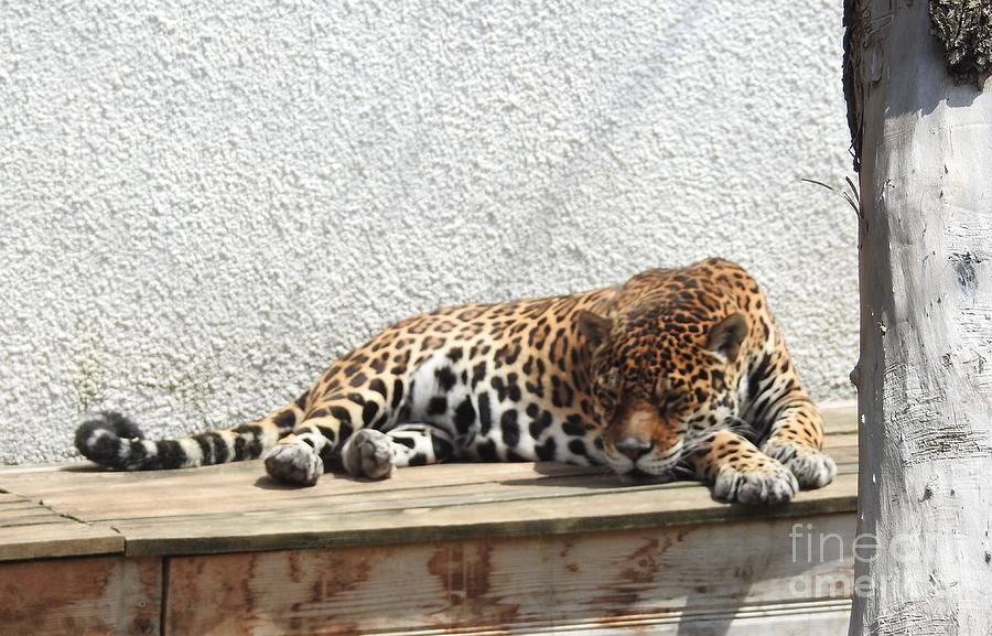 Lazy Leopard basking in the sun Digital Art by Dream Catcher