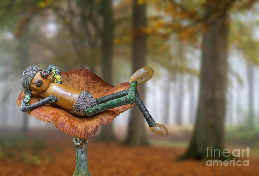 Lazy Little Acorn Man Photograph by Arterra Picture Library