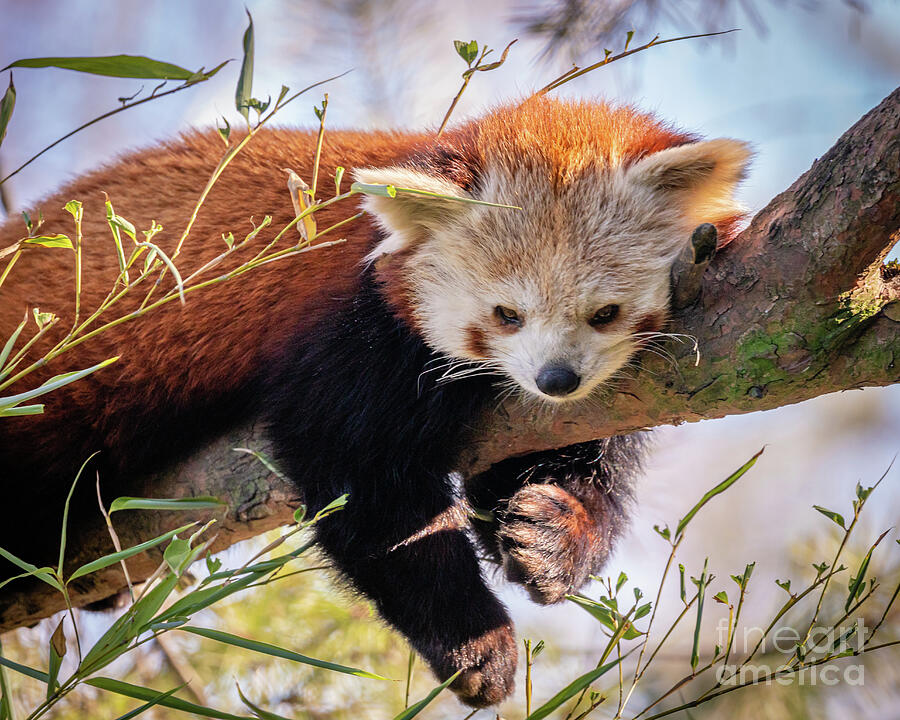 Lazy little red panda Photograph by Lyl Dil Creations