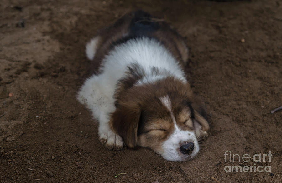 Lazy Puppy Photograph by Michelle Meenawong