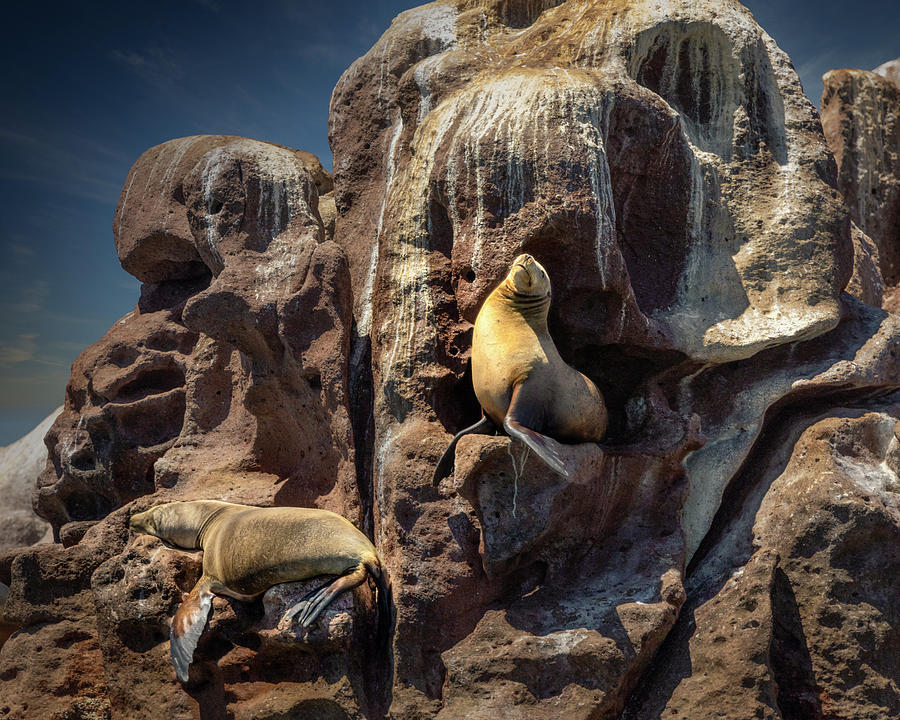 Lazy sea lions Photograph by Micah Offman