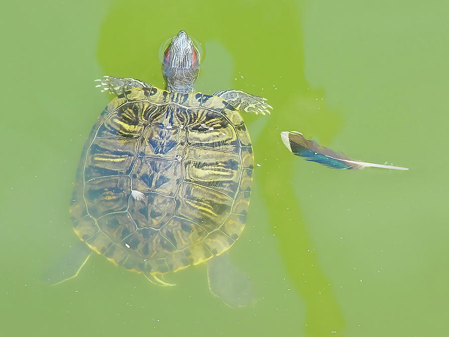 Lazy Summer Afternoon - Floating Turtle Photograph by Menega Sabidussi