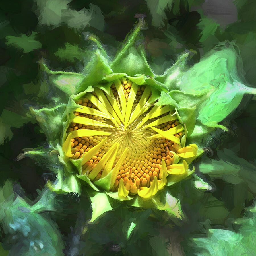 Lazy Sunflowers Helianthus X151 Photograph by Rich Franco Lazy Sunflowers Helianthus X151 Photograph by Rich Franco
