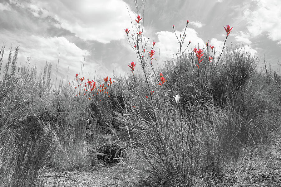 LB Paintbrush Photograph by Dylan Punke LB Paintbrush Photograph by Dylan Punke