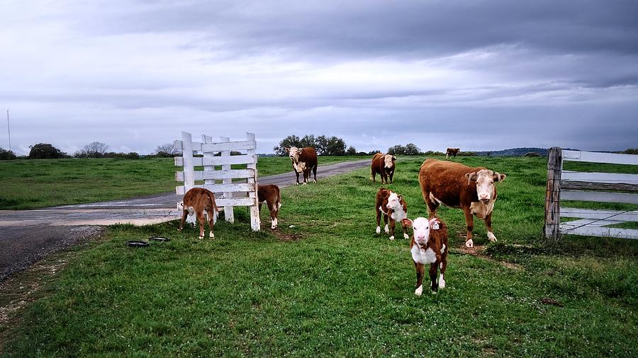 Lbj Ranch Cattle Photograph