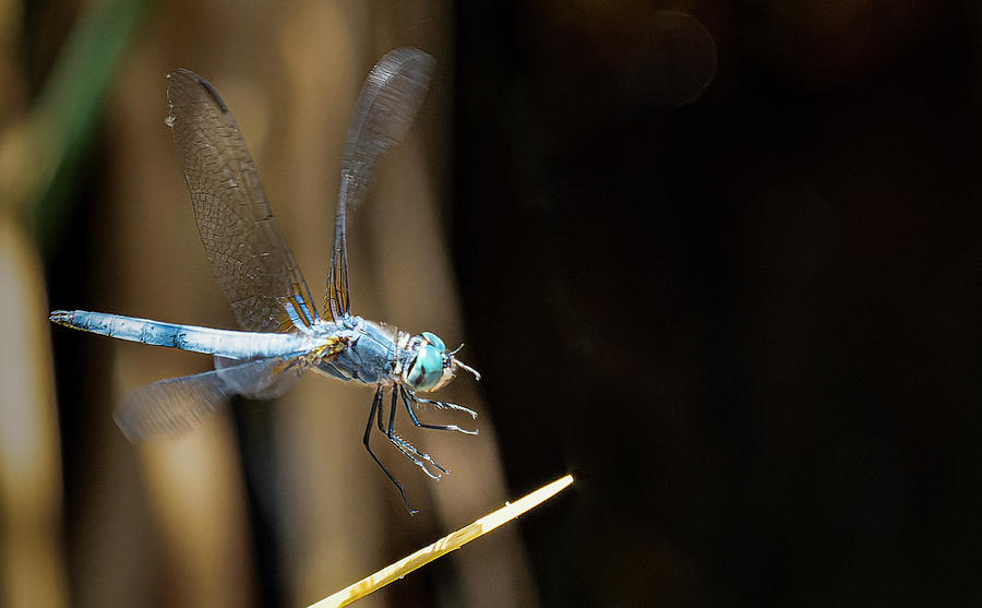 Blue Dasher In Flight Photograph by Jim Wilce