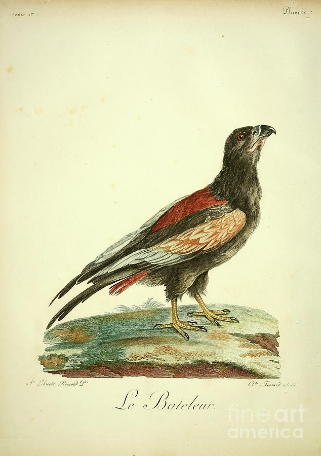 Le Bateleur Terathopius ecaudatus c1 Drawing by Historic illustrations ...