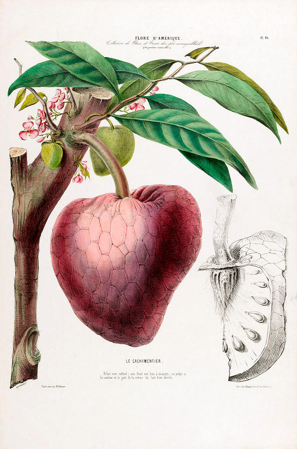 Le Cachimentier Vintage Strawberry Flore D Amerique Botanical by Vintage Botanical Gallery Le Cachimentier Vintage Strawberry Flore D Amerique Botanical by Vintage Botanical Gallery