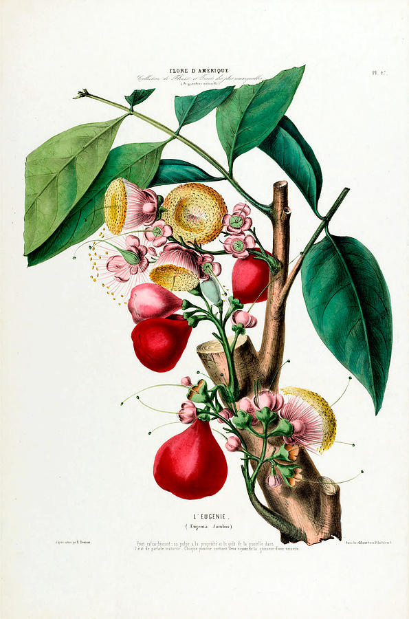 Le Eugenie Vintage Botanical Flore D Amerique by Vintage Botanical Gallery Le Eugenie Vintage Botanical Flore D Amerique by Vintage Botanical Gallery