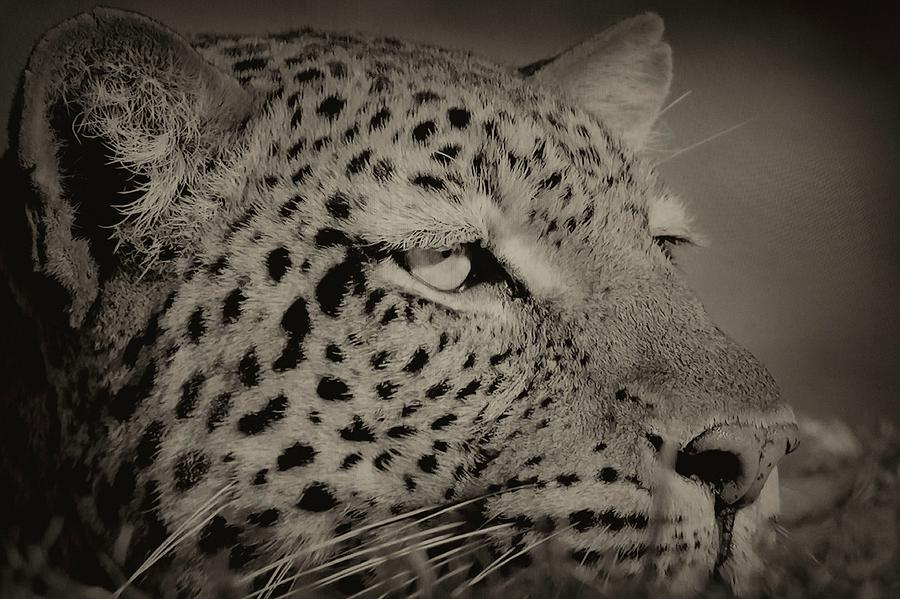 Le Leopard Photograph by Jean Francois Gil