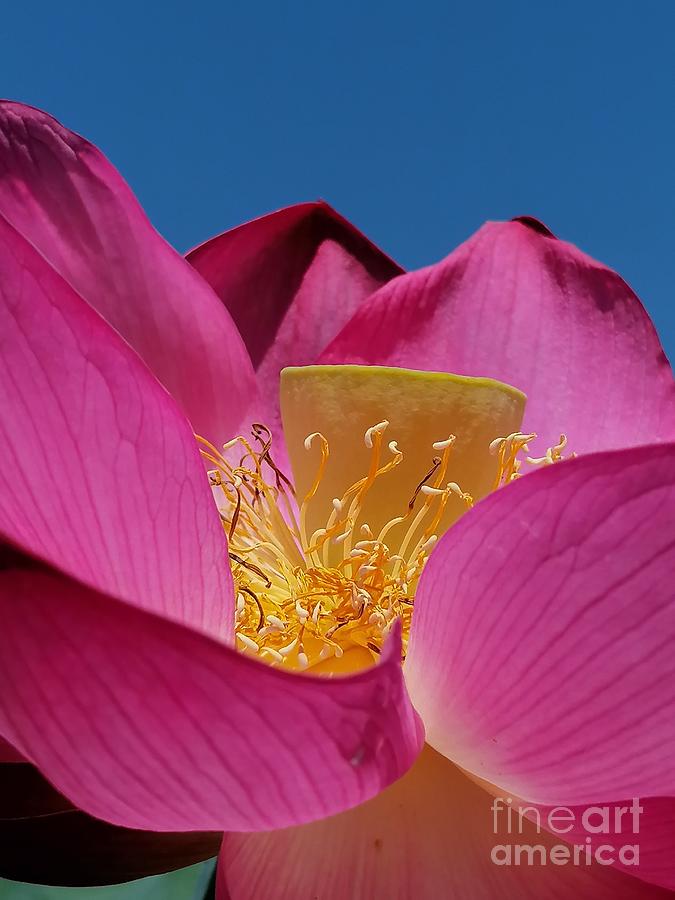Le Lotus Photograph by Sylvie Leandre