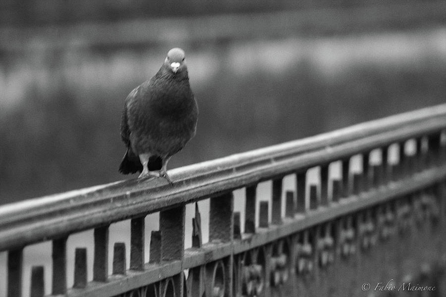 Le Pigeon Photograph by Fabio Maimone
