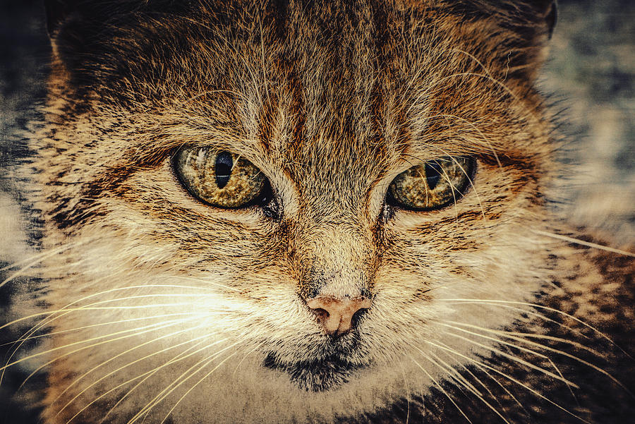 Le regard du felin Photograph by Yasmina Baggili Le regard du felin Photograph by Yasmina Baggili
