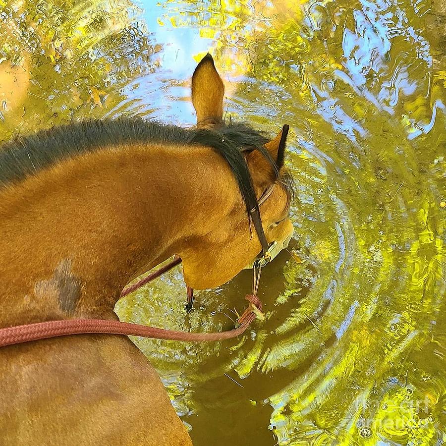 Lead a horse to water Photograph by Ashlee Holt Fine Art America