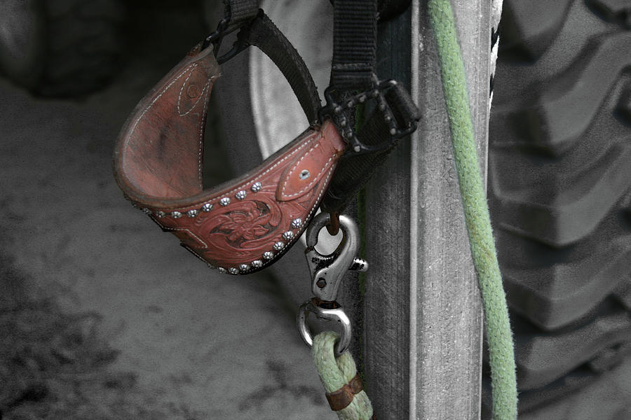Horse Photograph - Lead and Halter by Cathy Harper