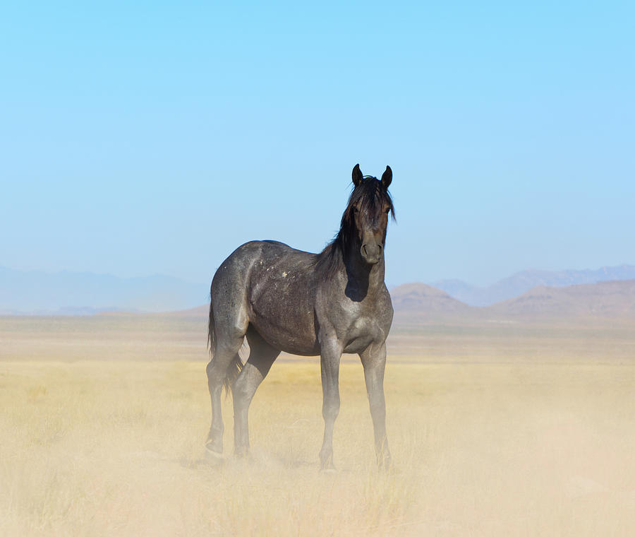 Lead Black Stallion Photograph by Barbara Sophia Travels