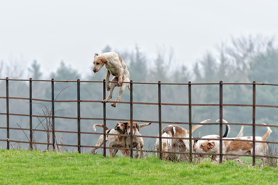 Lead pack dog jumps a fence in rural England Photograph by Dageldog
