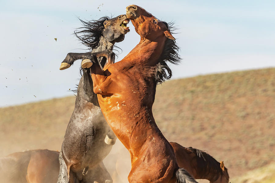 Lead Stallion Blue Fighting Off a Challenge Photograph by Marc Crumpler