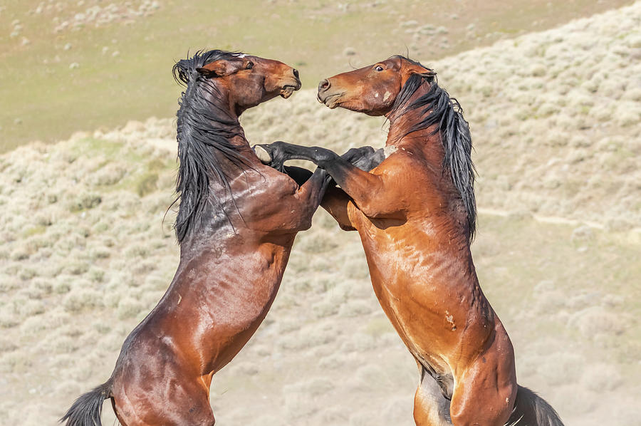 Lead Stallions Texas and Ivan Photograph by Marc Crumpler