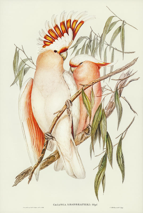 Leadbeaters Cockatoo Drawing by World Art Collective
