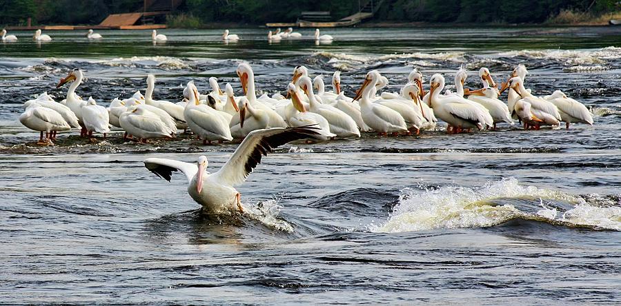 Leading pelican Photograph by Tatiana Travelways