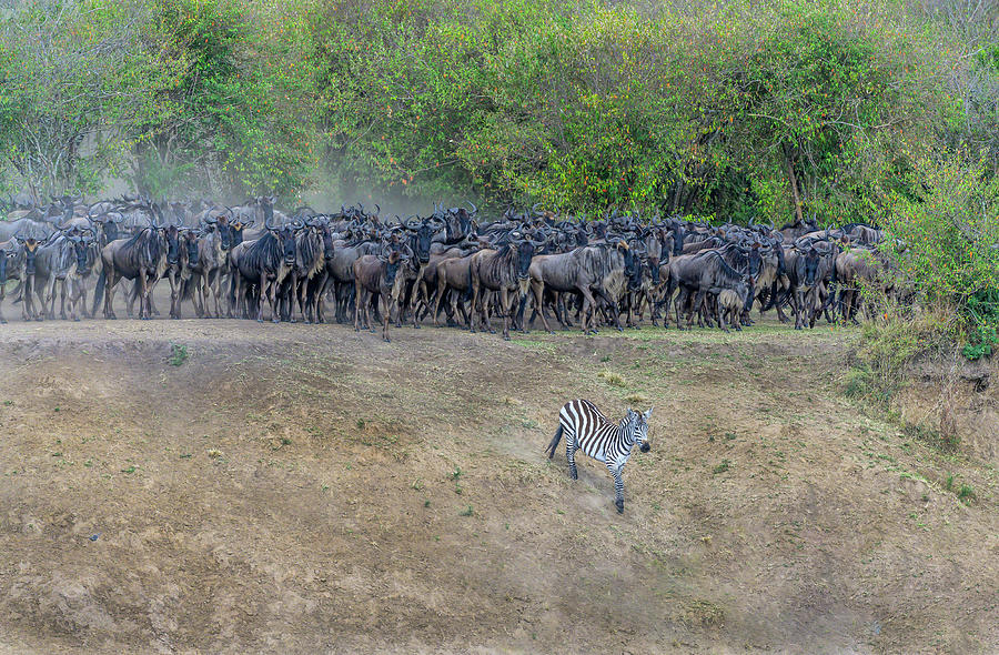 Leading the Charge Photograph by Laura Hedien