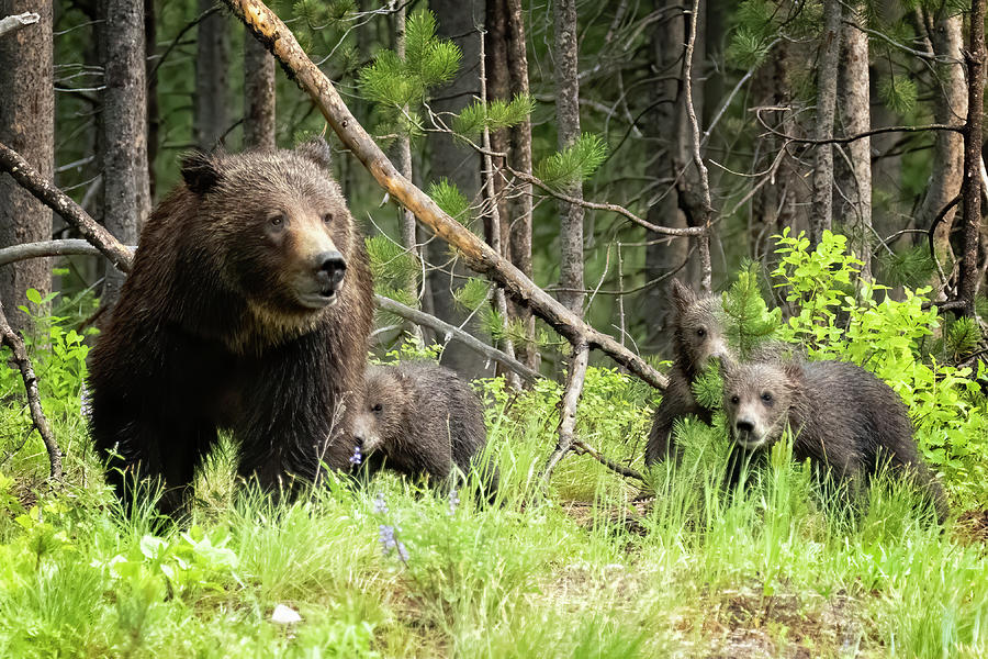 Leading the Way - Grizzly 399 with Three of Four Cubs Photograph by Belinda Greb