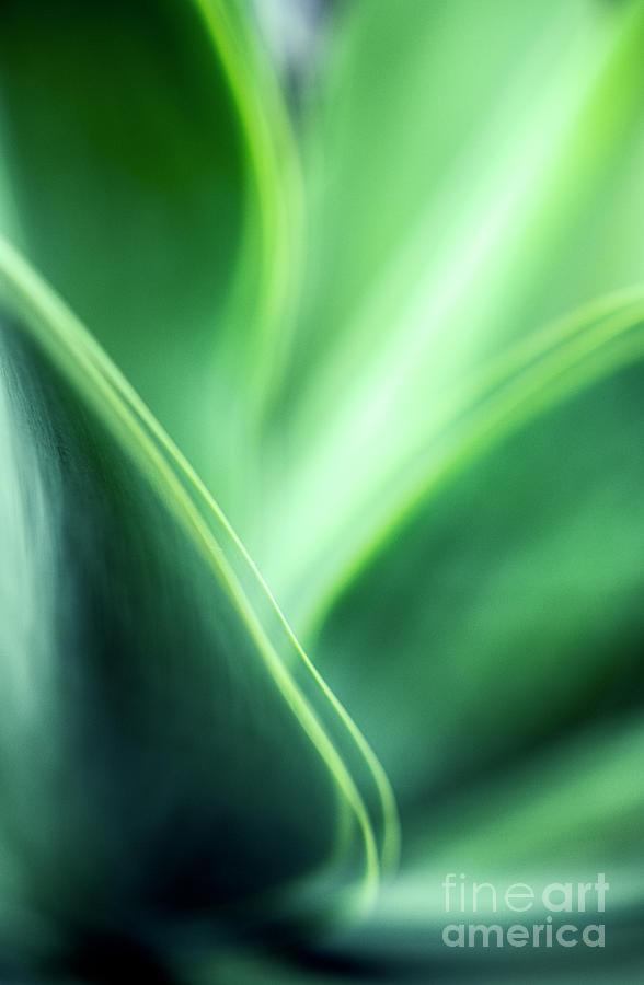 Leaf Abstract Photograph by David Lichtneker