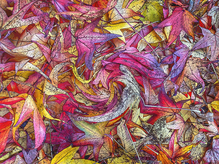 Autumn Leaves Abstract Photograph by Jerry Abbott
