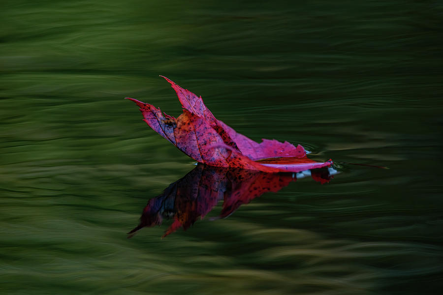 Leaf Adrift  Photograph by Martina Abreu