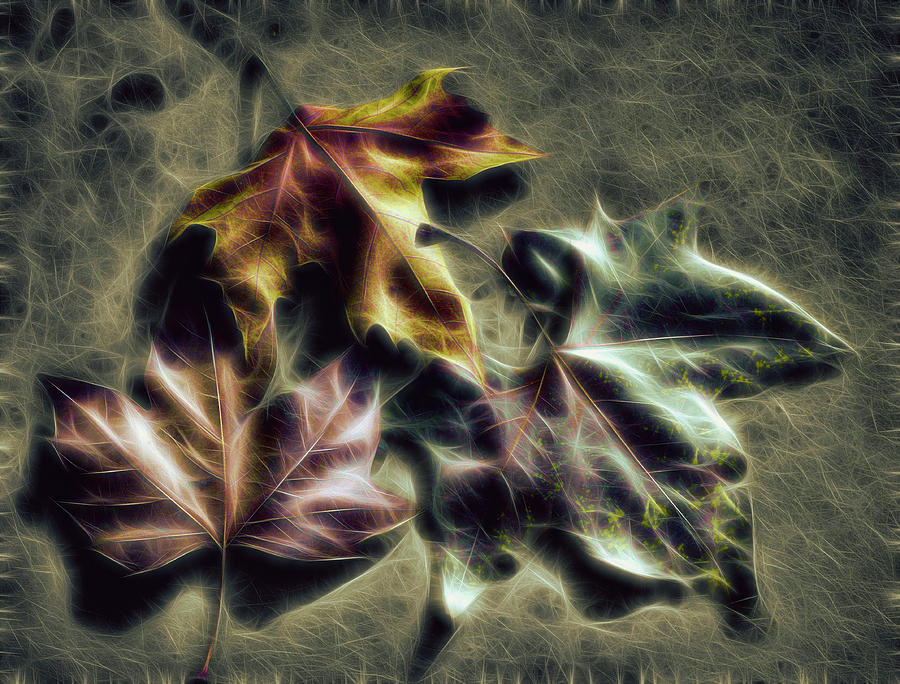 Abstract Photograph - Leaf Afterlife by Wayne Sherriff