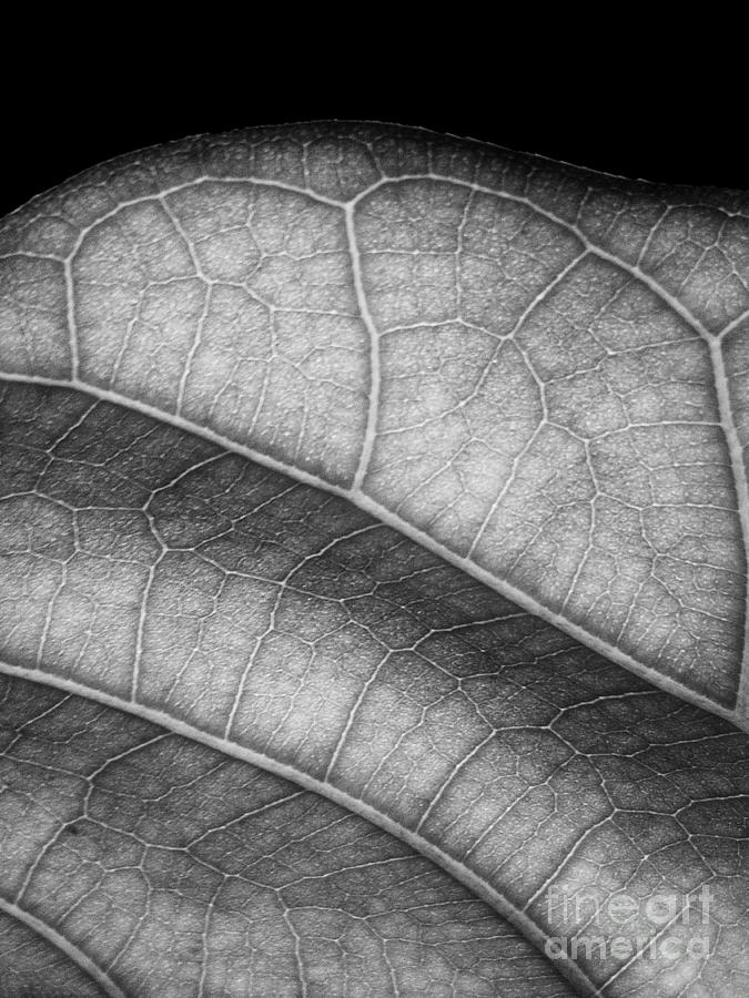 Leaf Photograph by Alex Caminker