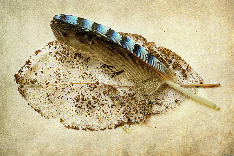 Leaf and Feather Horizontal Photograph by Weston Westmoreland