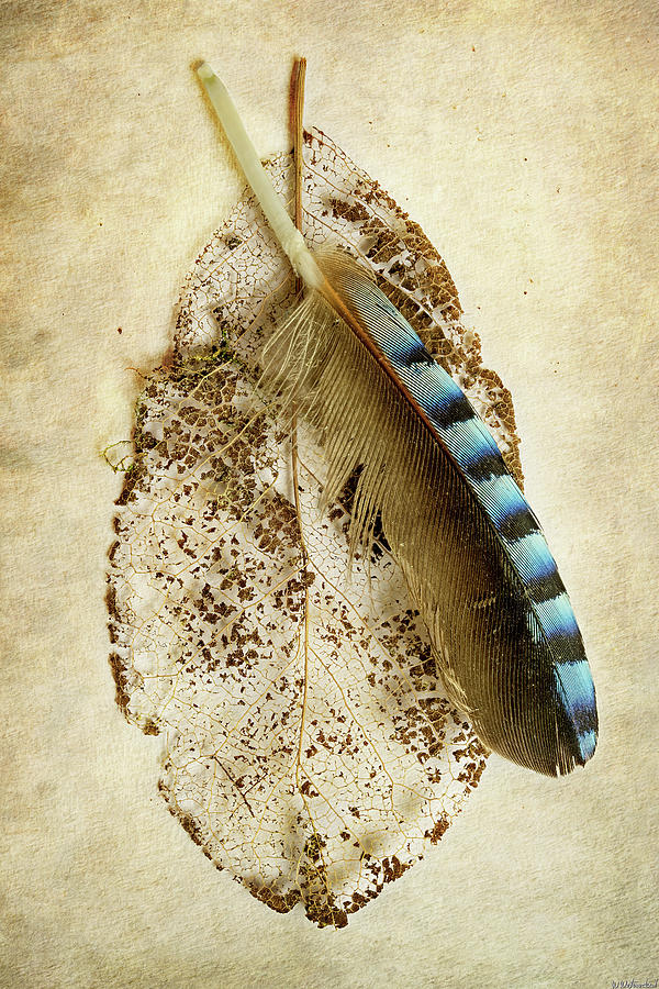 Leaf and Feather Vertical Photograph by Weston Westmoreland