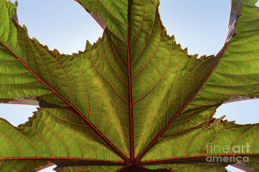 Green leaf and its pink veins  Photograph by Adriana Mueller