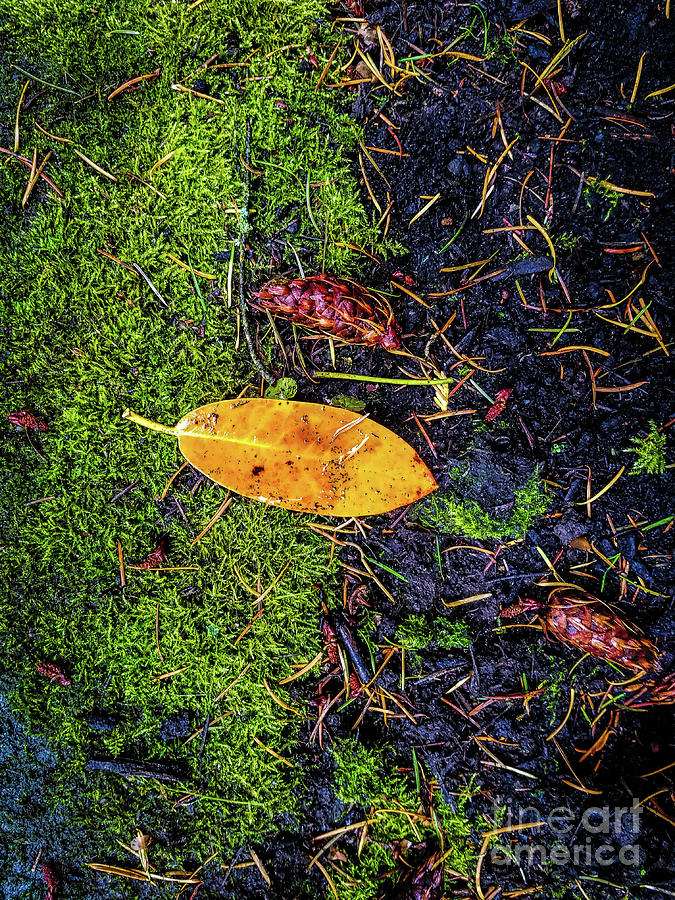 Leaf and Mossy Photograph by Jon Burch Photography