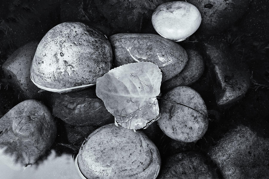 Leaf And Pebbles Monochrome Photograph