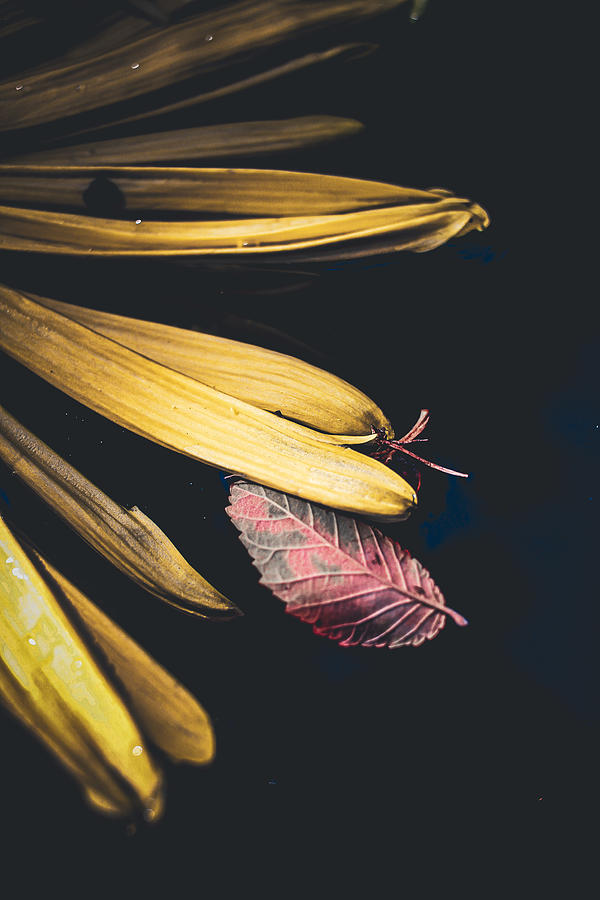 Leaf and Petal Still Life Photograph by W Craig Photography