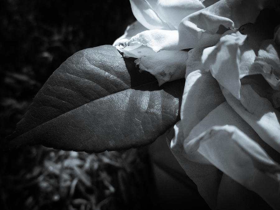 Leaf and Petals Photograph by W Craig Photography